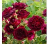 Роза Блэк Джек (Black Jack)